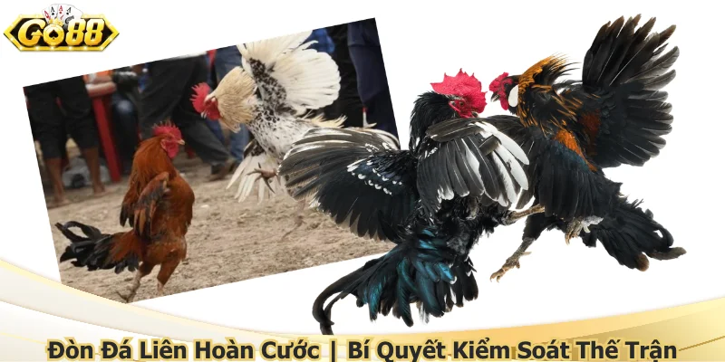 don-da-lien-hoan-cuoc