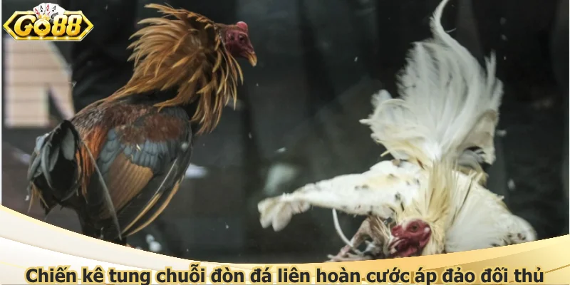 Chiến kê tung chuỗi đòn đá liên hoàn cước áp đảo đối thủ