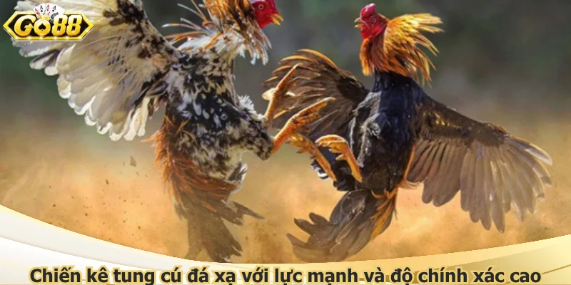 Chiến kê tung cú đá xạ với lực mạnh và độ chính xác cao
