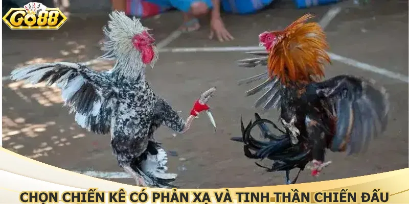 Chọn chiến kê có phản xạ và tinh thần chiến đấu