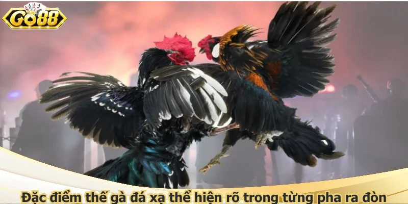 Đặc điểm thế gà đá xạ thể hiện rõ trong từng pha ra đòn