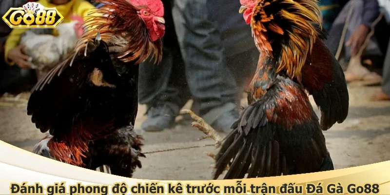 Đánh giá phong độ chiến kê trước mỗi trận đấu Đá Gà Go88