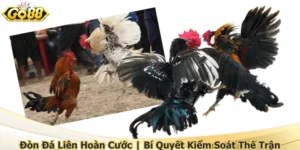 Đòn Đá Liên Hoàn Cước | Bí Quyết Kiểm Soát Thế Trận