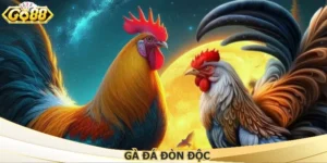 Gà Đá Đòn Độc – Bí Kíp Chọn Và Huấn Luyện Chiến Thắng