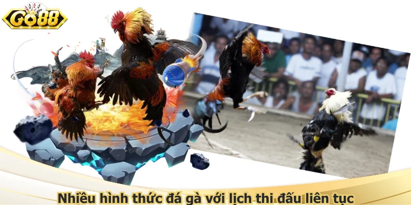 Nhiều hình thức đá gà với lịch thi đấu liên tục