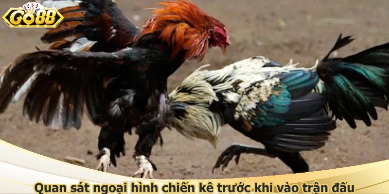 Quan sát ngoại hình chiến kê trước khi vào trận đấu