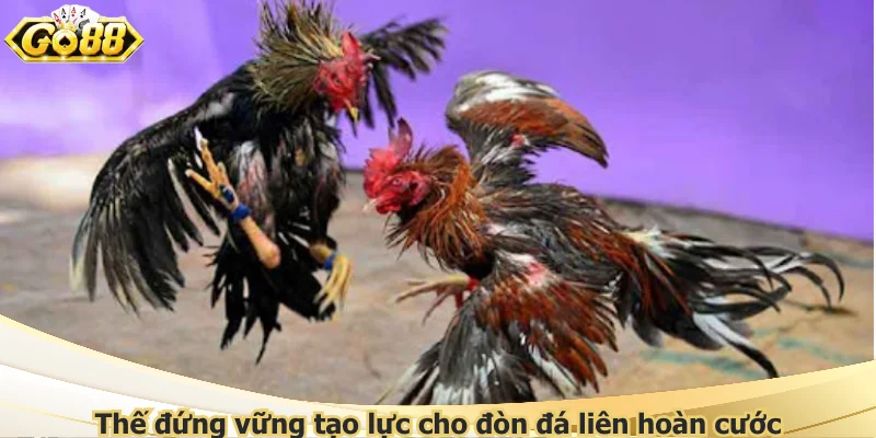 Thế đứng vững tạo lực cho đòn đá liên hoàn cước