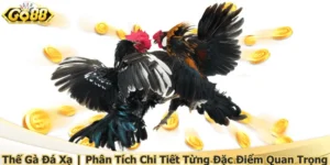 Thế Gà Đá Xạ | Phân Tích Chi Tiết Từng Đặc Điểm Quan Trọng