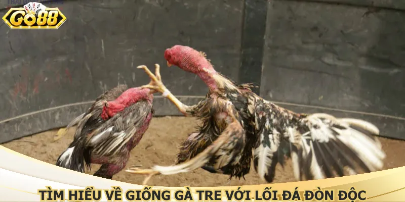 Tìm hiểu về giống gà tre với lối đá đòn độc