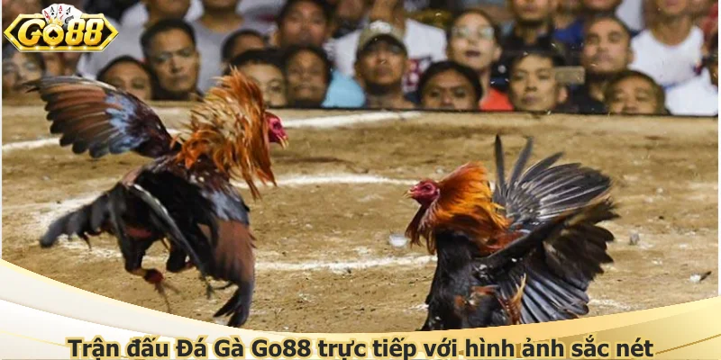 Trận đấu Đá Gà Go88 trực tiếp với hình ảnh sắc nét